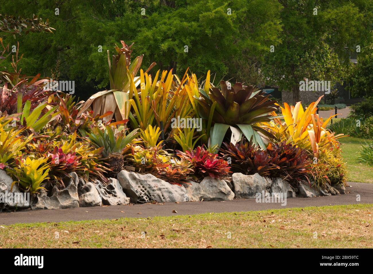 Sydney Australia,  garden of bromeliad plants with colorful leaves Stock Photo