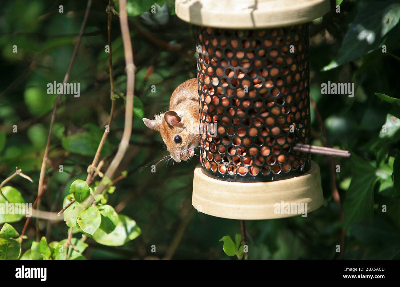 Mouse bird feeder hires stock photography and images Alamy