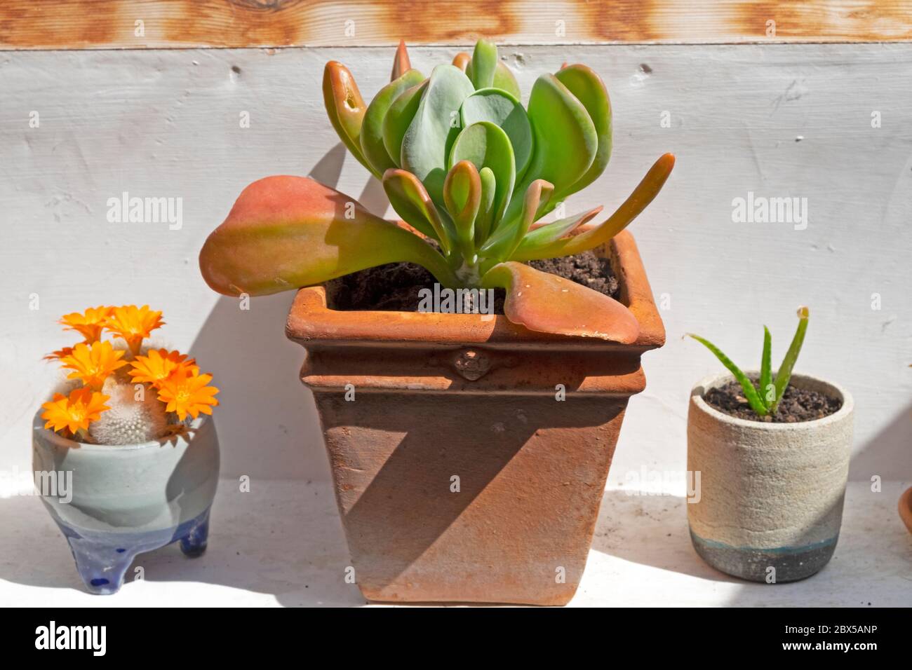 Kalanchoe, flowering small cactus & transplanted aloe vera houseplant growing on a window sill ledge indoors in a terra cotta & clay pots KATHY DEWITT Stock Photo