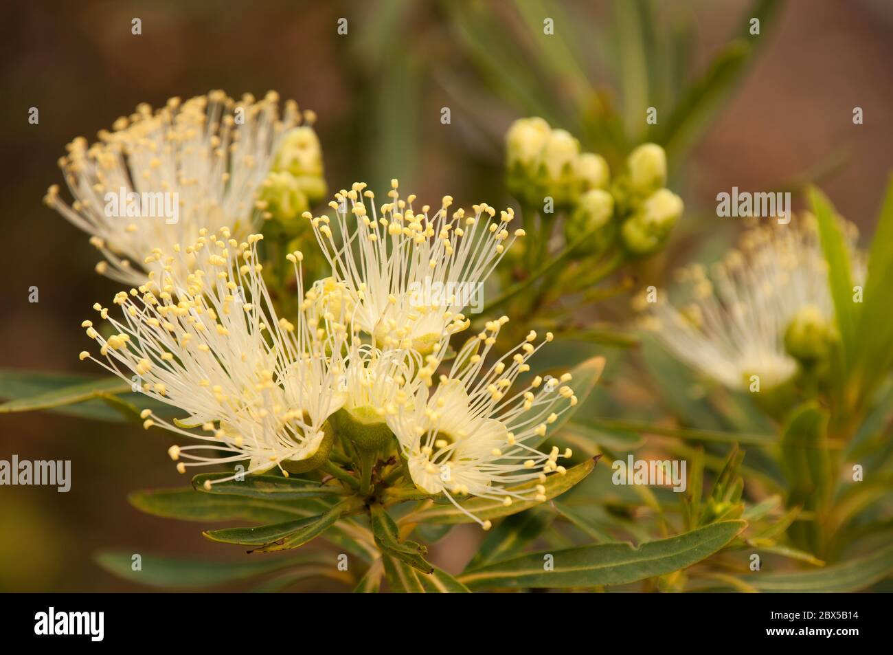 Sydney Australia, flowers of a Xanthostemon Verticillatus or Little Penda an australian native Stock Photo