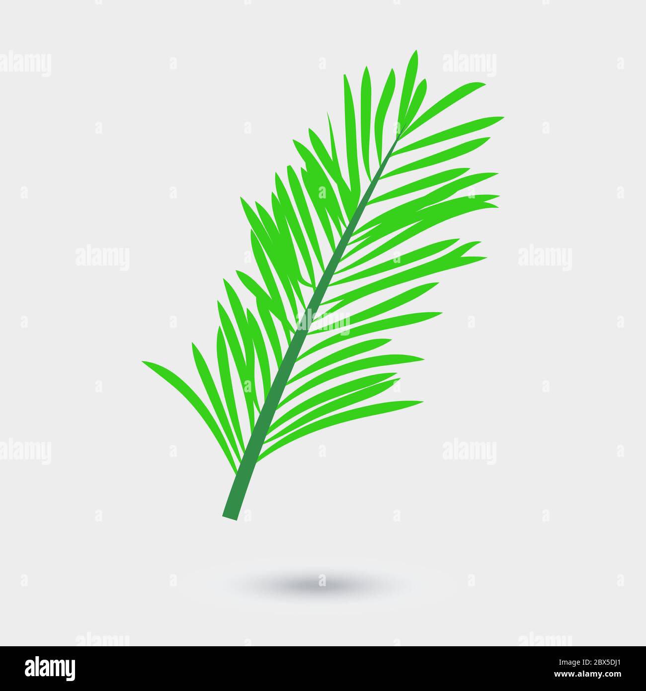 Vector leaf of palm tree isolated on white Stock Vector Image & Art - Alamy