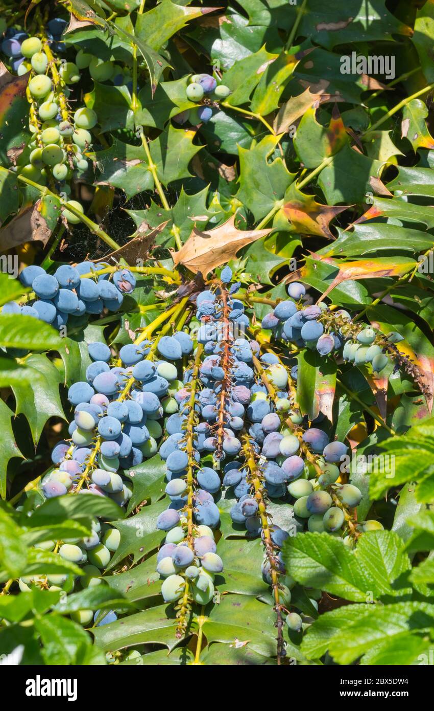Mahonia bealei (Beale's barberry, Beal's mahonia, Leatherleaf mahonia