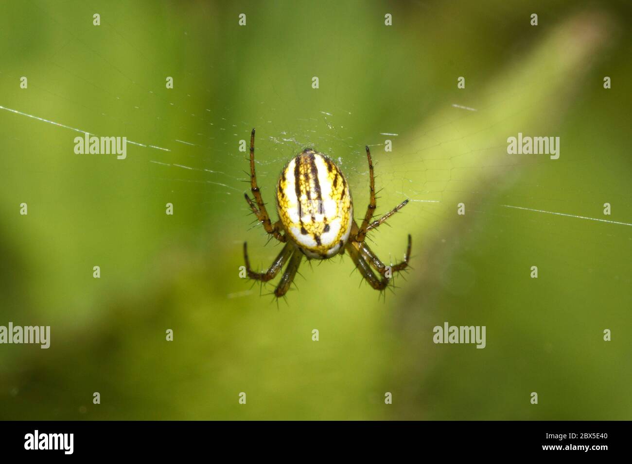Mangora acalypha spider, Sussex garden, UK Stock Photo