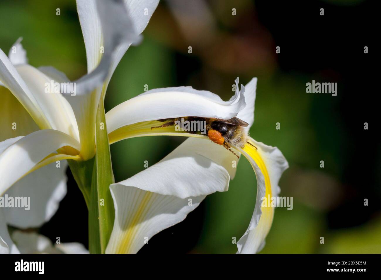 Bumblebee gathering pollen from an Iris flower, Sussex,UK Stock Photo