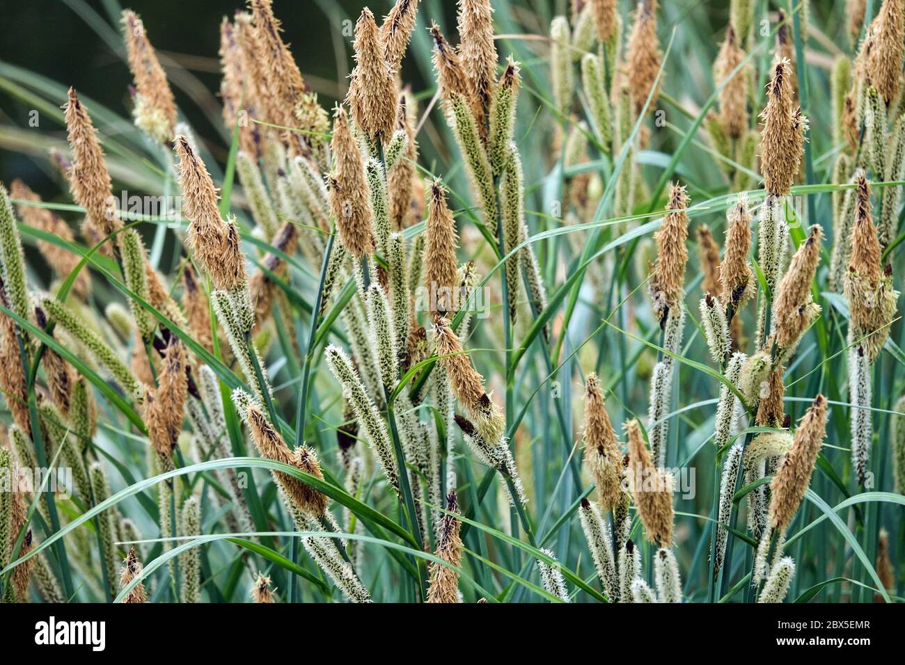 Carex vesicaria flowering Blister Sedge Grass Stock Photo
