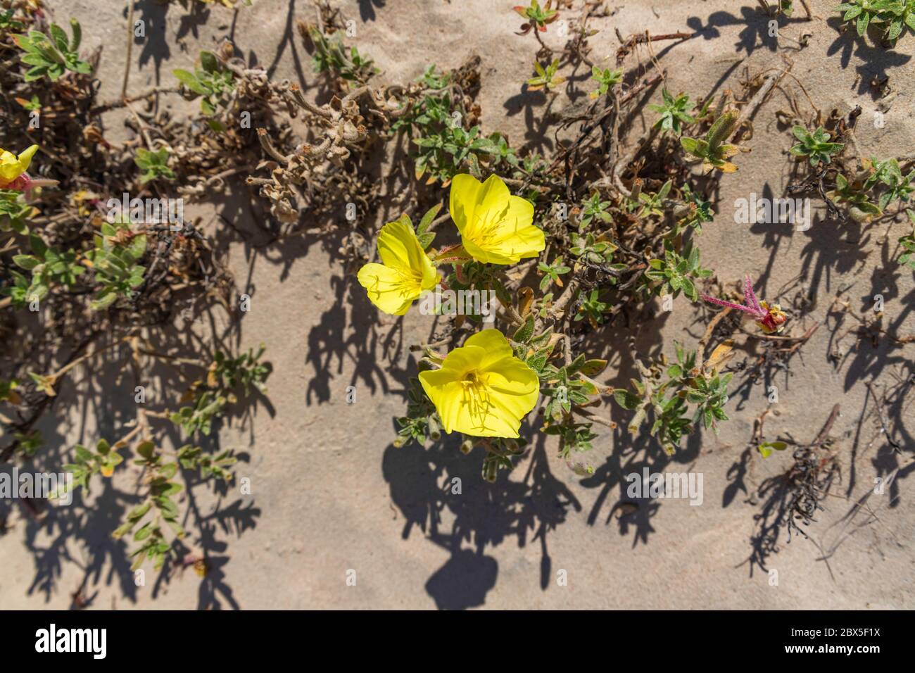 Top view of yellow flowers of beach evening primrose in the sand dunes. Oenothera drummondii. Israel Stock Photo