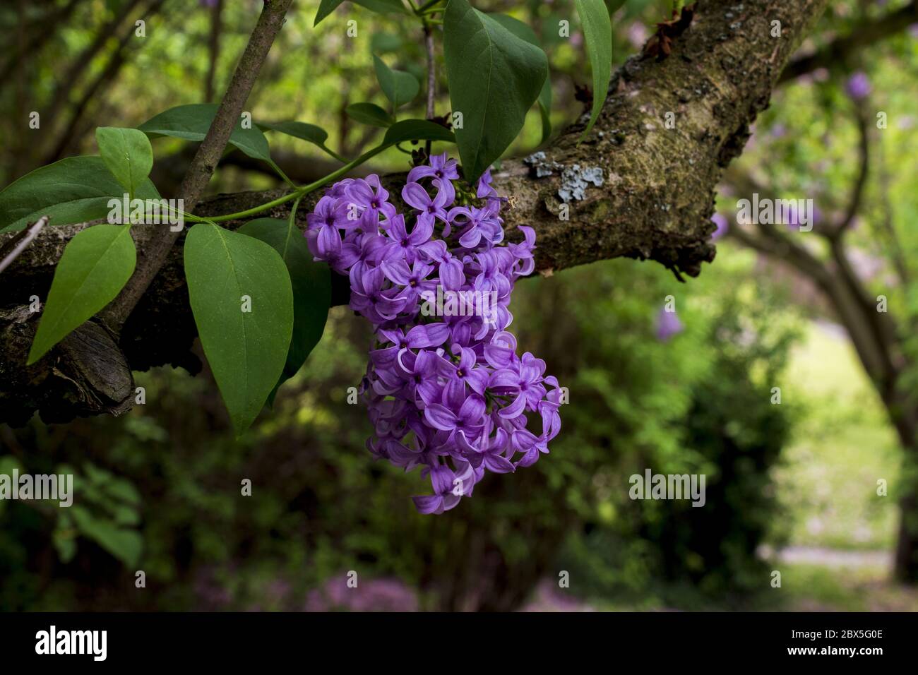 syringa vulgaris, lilac, common lilac, flowering plant in the olive family oleaceae in the garden Stock Photo