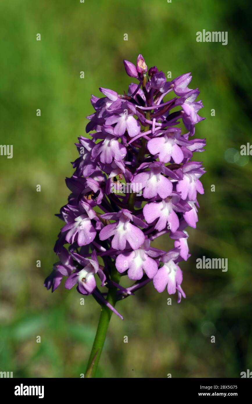 Pyramidal Orchid Anacamptis pyramidalis Stock Photo