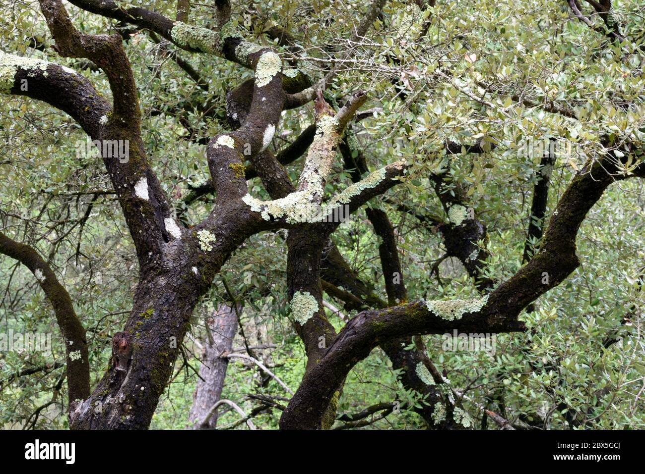 Old Olive Trees or Olive Tree, Olea europaea, with Branches Covered in Common Greenshield Lichen, Flavoparmelia caperata, Provence France Stock Photo
