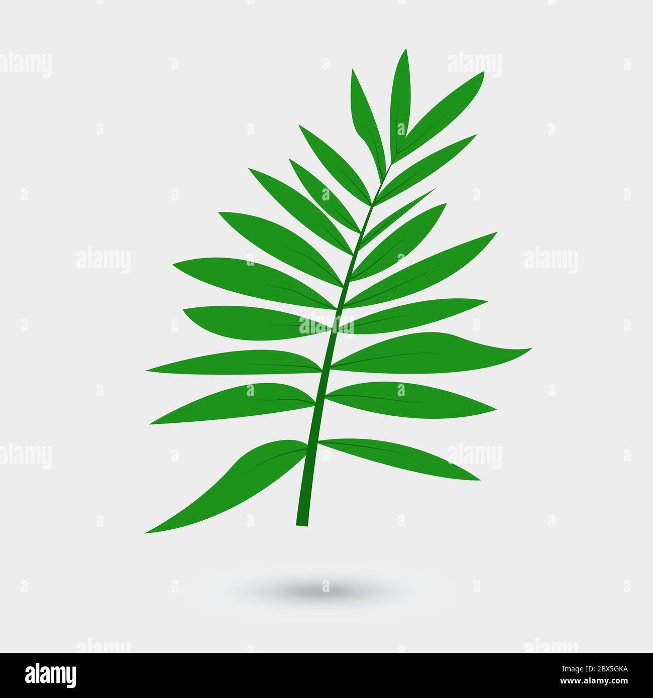 Vector leaf of palm tree isolated on white Stock Vector Image & Art - Alamy