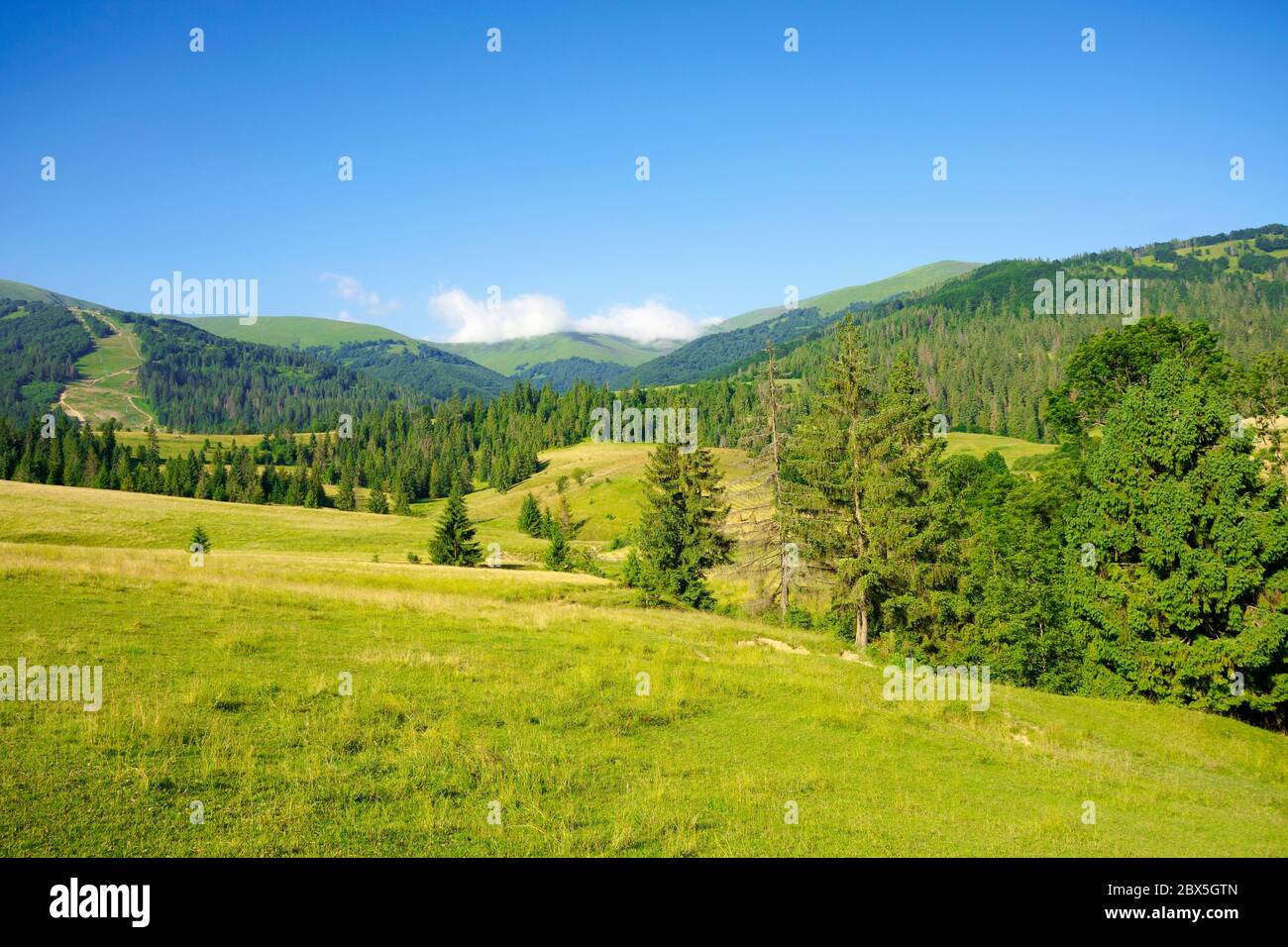 countryside landscape in summer time. trees on the fields and hills covered in green grass rolling through scenery in morning light. mountain ridge in Stock Photo