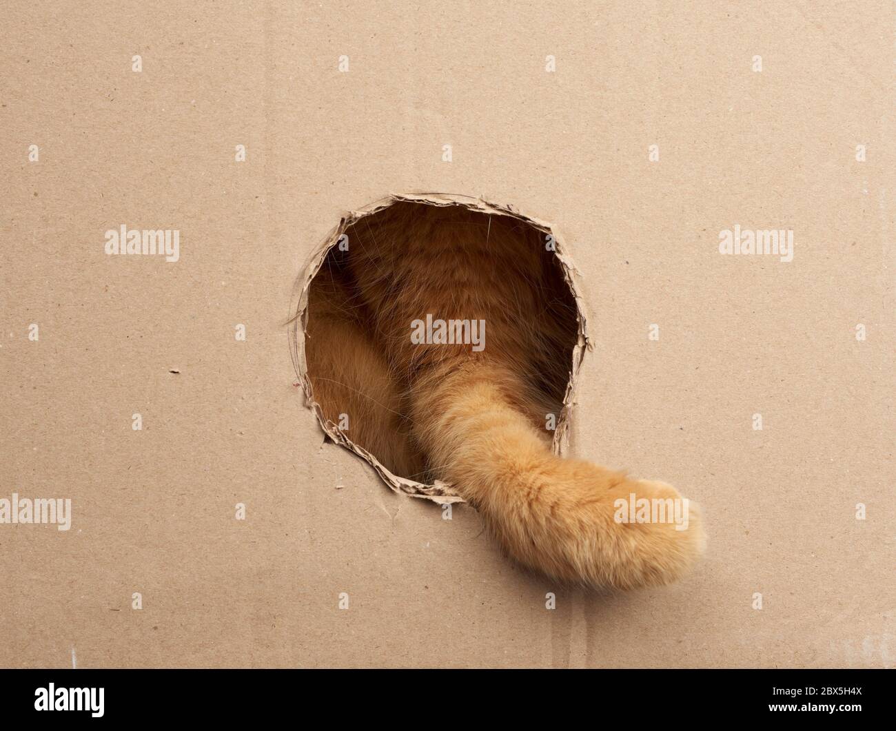 Red Adult Cat Put His Paw Into A Round Hole In A Brown Cardboard Box Cute Playful Animal Stock 