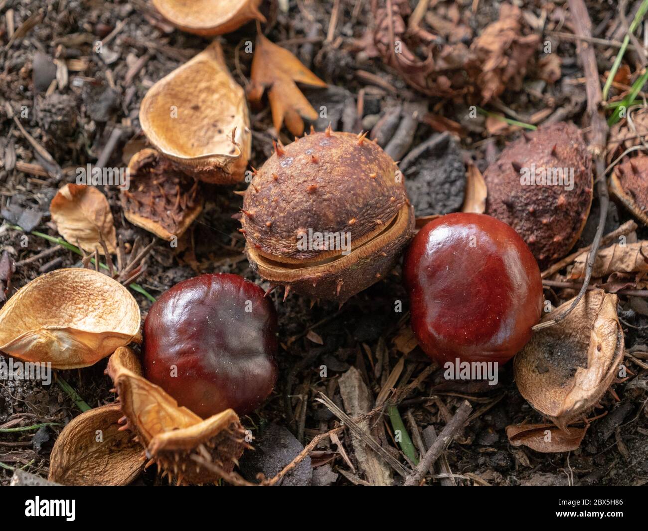 Two brown chestnuts lying on the ground with opened shells Stock Photo