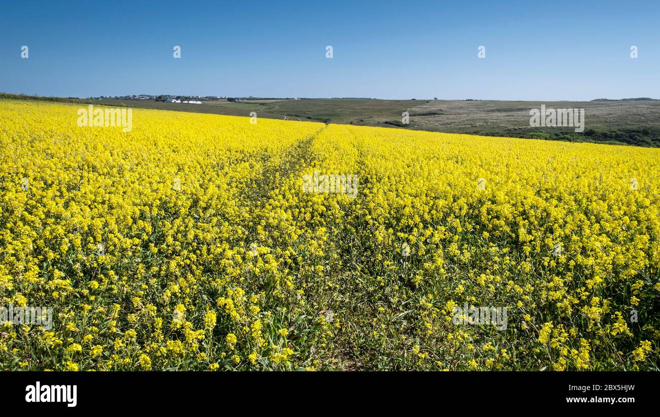 A panoramic view of the intense yellow of Wild Mustard Sinapsis avensis growing in a field at the Arable Fields Project on West Pentire in Newquay in Stock Photo