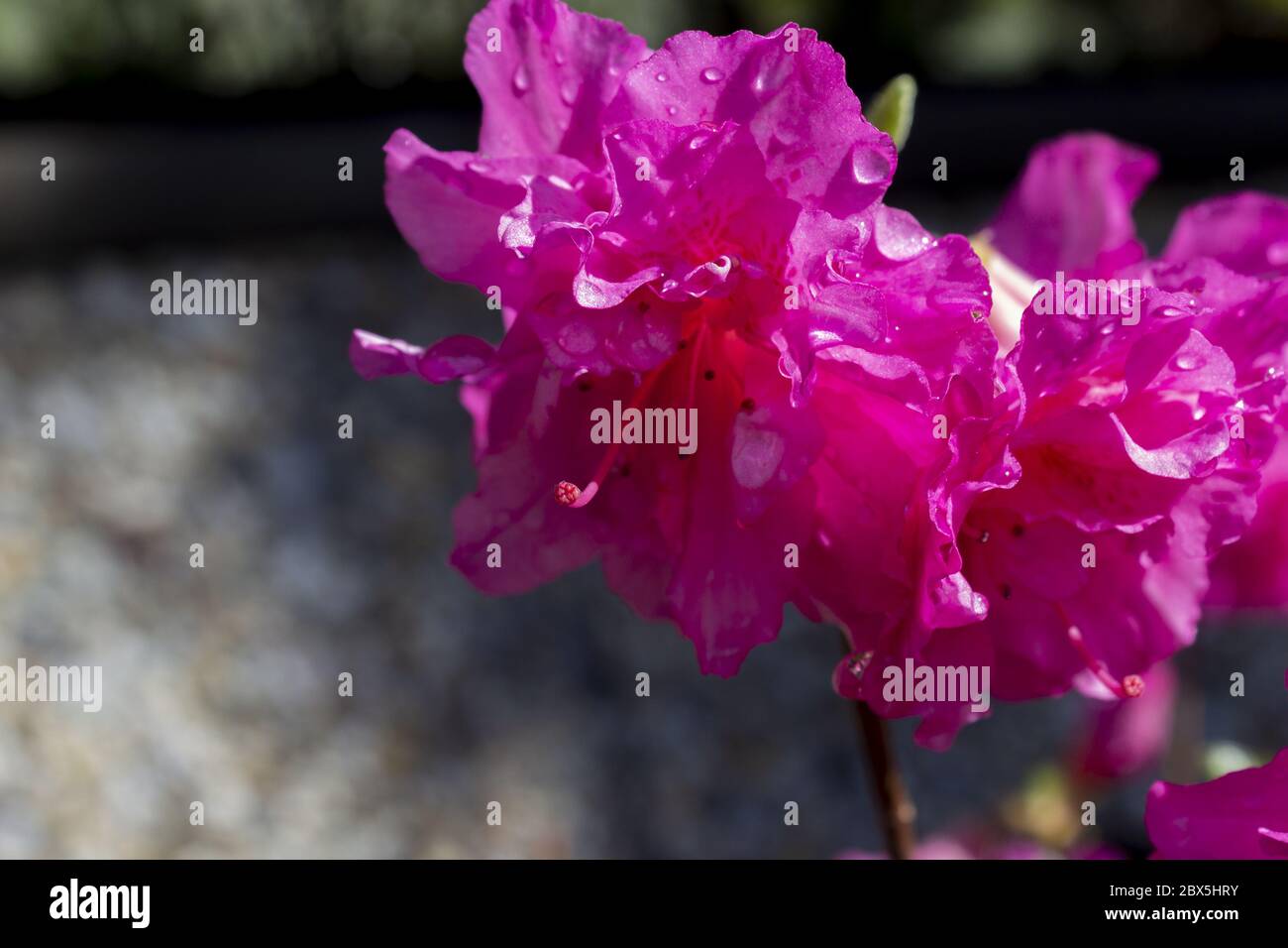 Macro detail pink azalea japonica with dew drops on a garden Stock Photo