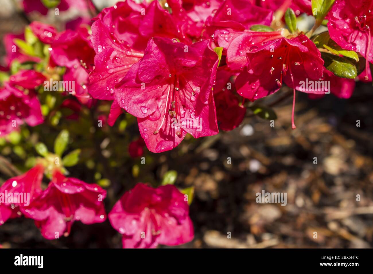 Macro detail red azalea japonica with dew drops on a garden Stock Photo
