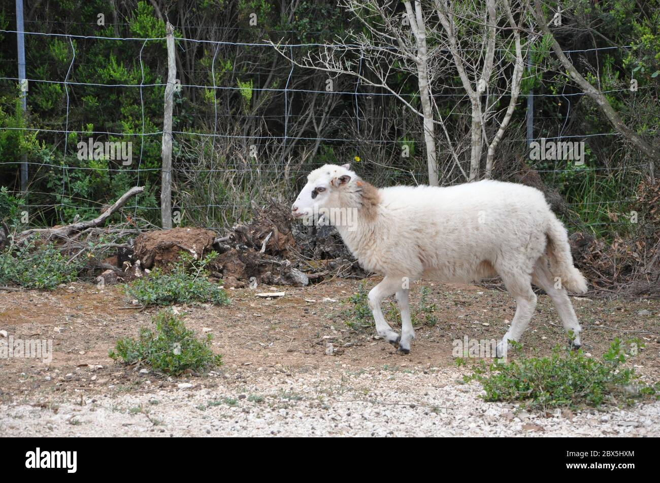 Croatian baby sheep running on the grass. Cute young sheep. Lamb, curious. Stock Photo