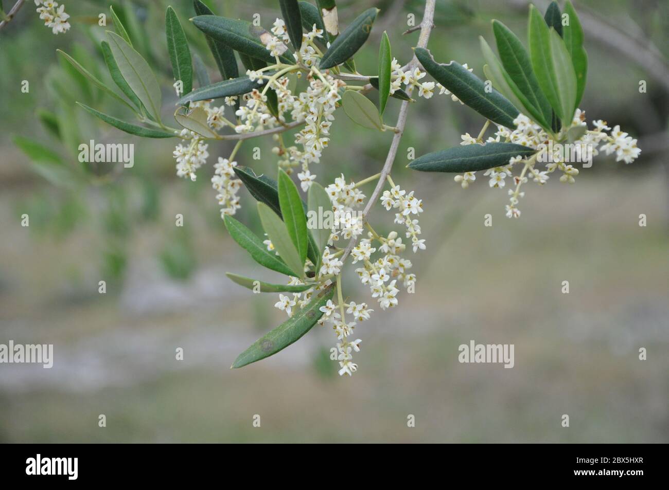 Flowering olive branch in Croatia. Detail of a branch of olive tree in