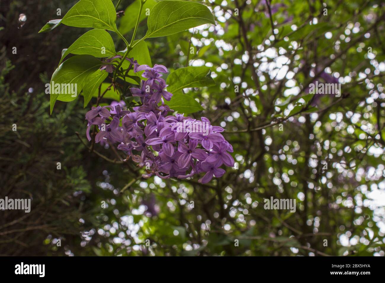 syringa vulgaris, lilac, common lilac, flowering plant in the olive family oleaceae in the garden Stock Photo
