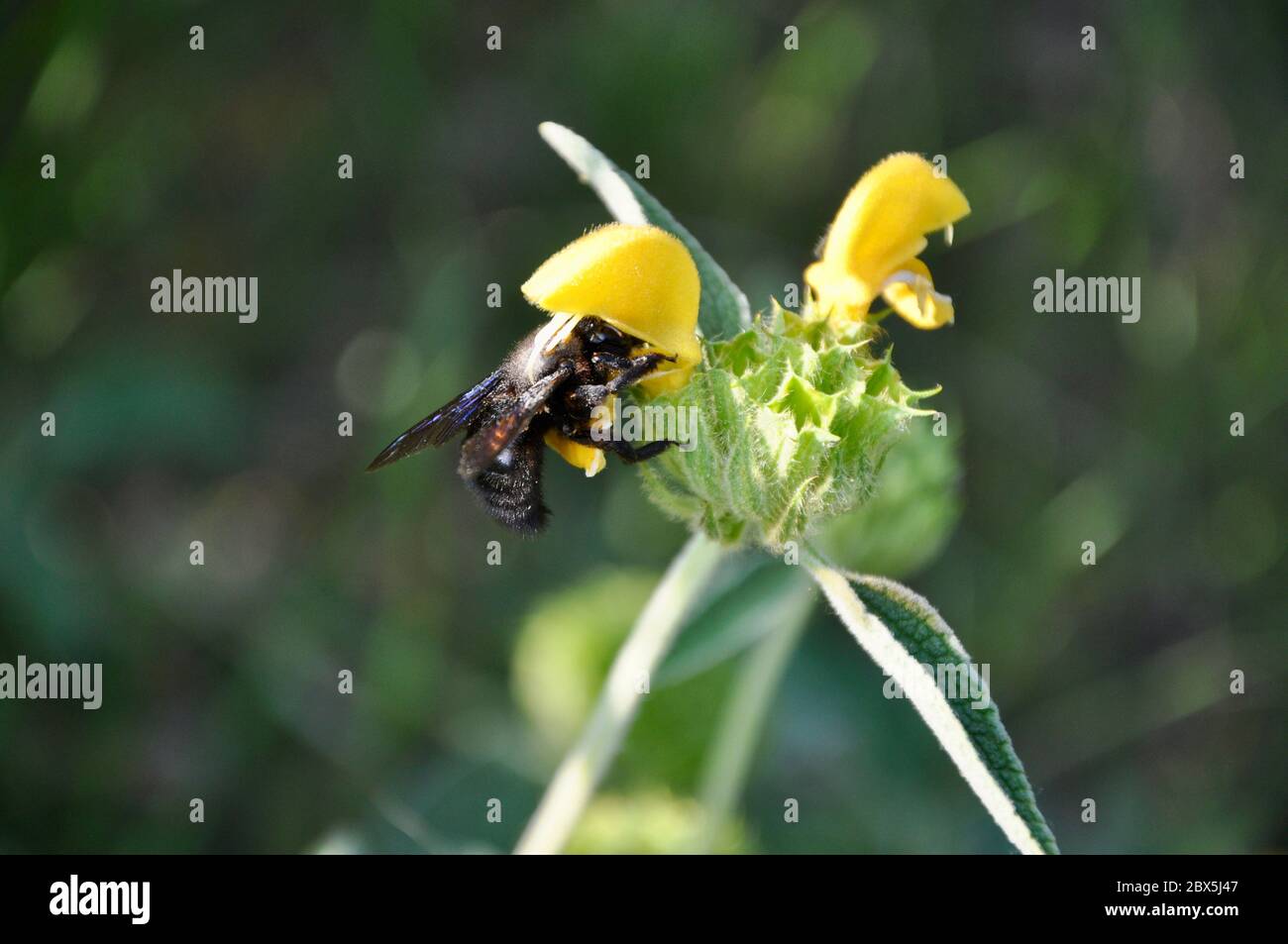 The Valley Carpenter Bee. The black carpenterbee pollinates yellow