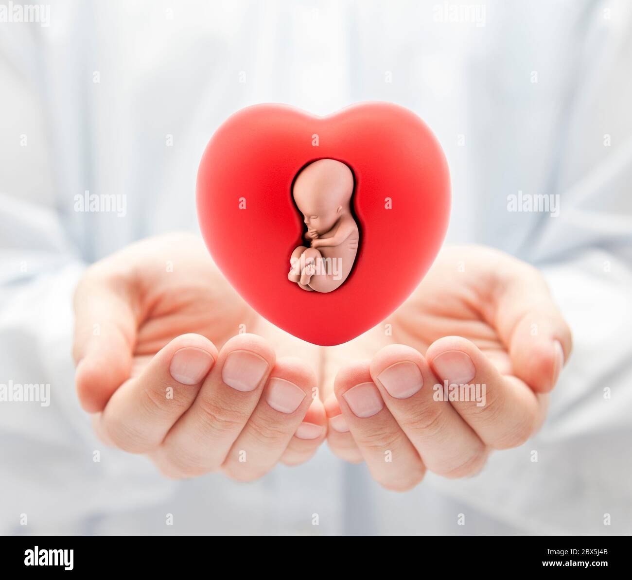 Human embryo in red heart on hands Stock Photo