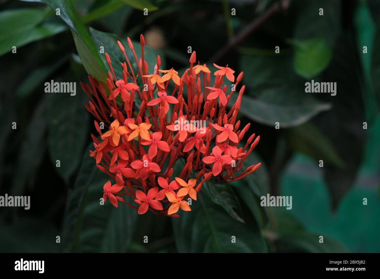 Ixora is a genus of flowering plants in the family Rubiaceae. Stock Photo