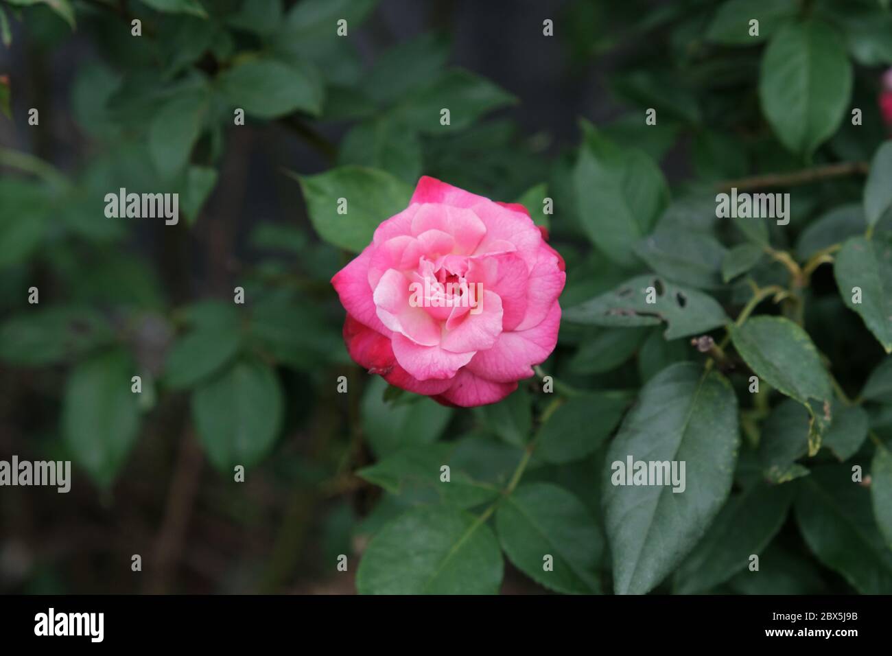 The beauty of roses that grow wild naturally in the garden Stock Photo