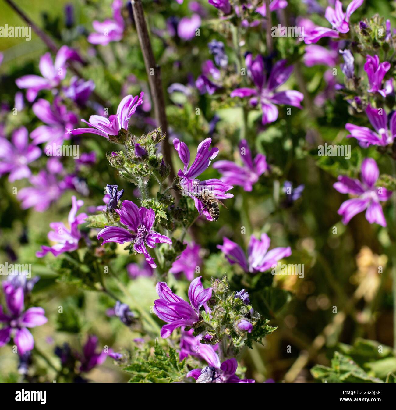 Honey bee covered in pollen Stock Photo - Alamy