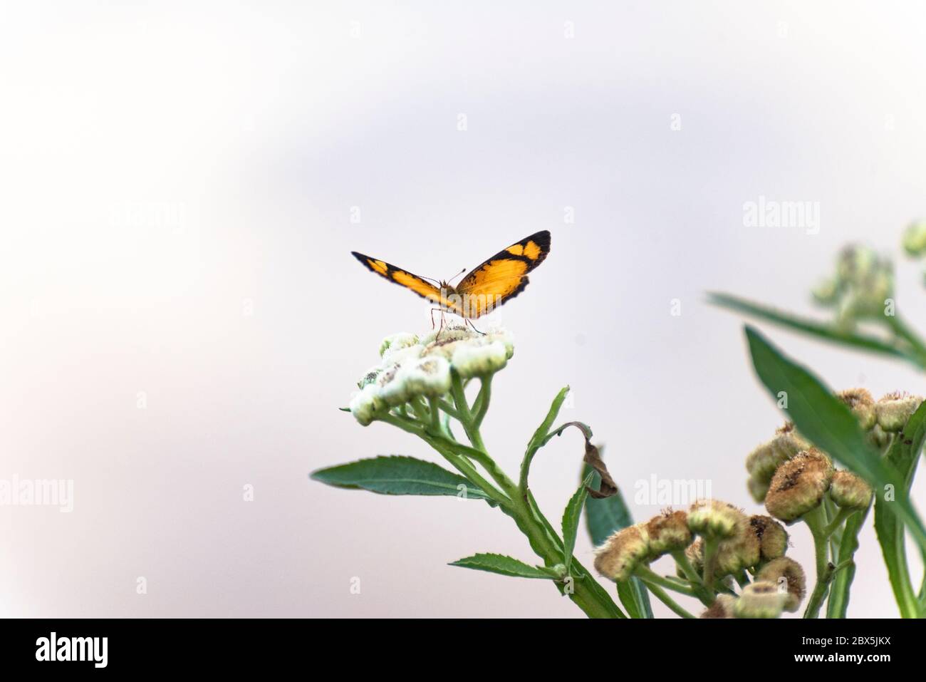 A Yellow Butterfly on a Flower Stock Photo