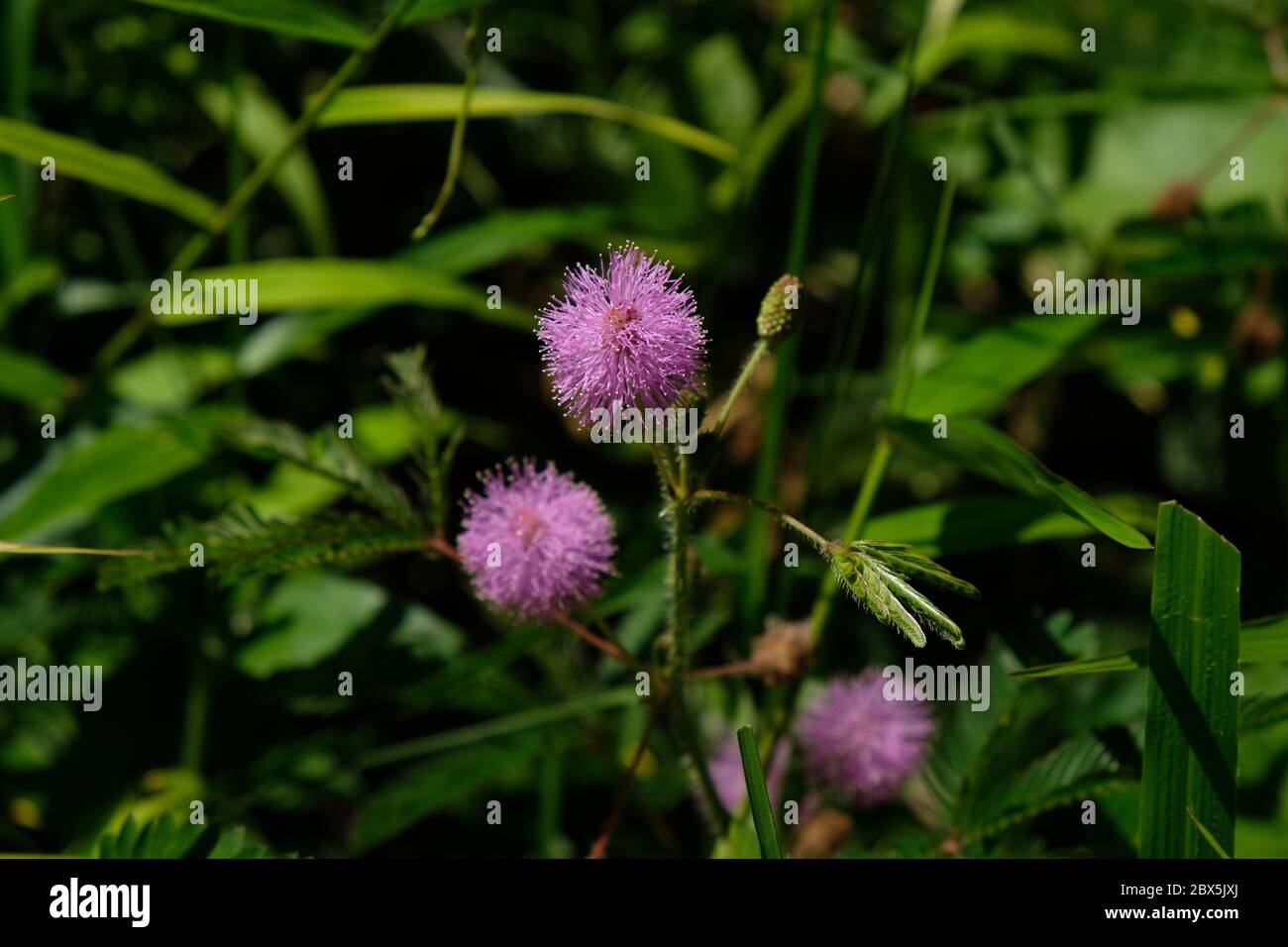 Mimosa pudica is a short bush of a member of a leguminous tribe whose leaves can quickly close / wither automatically when touched. Stock Photo