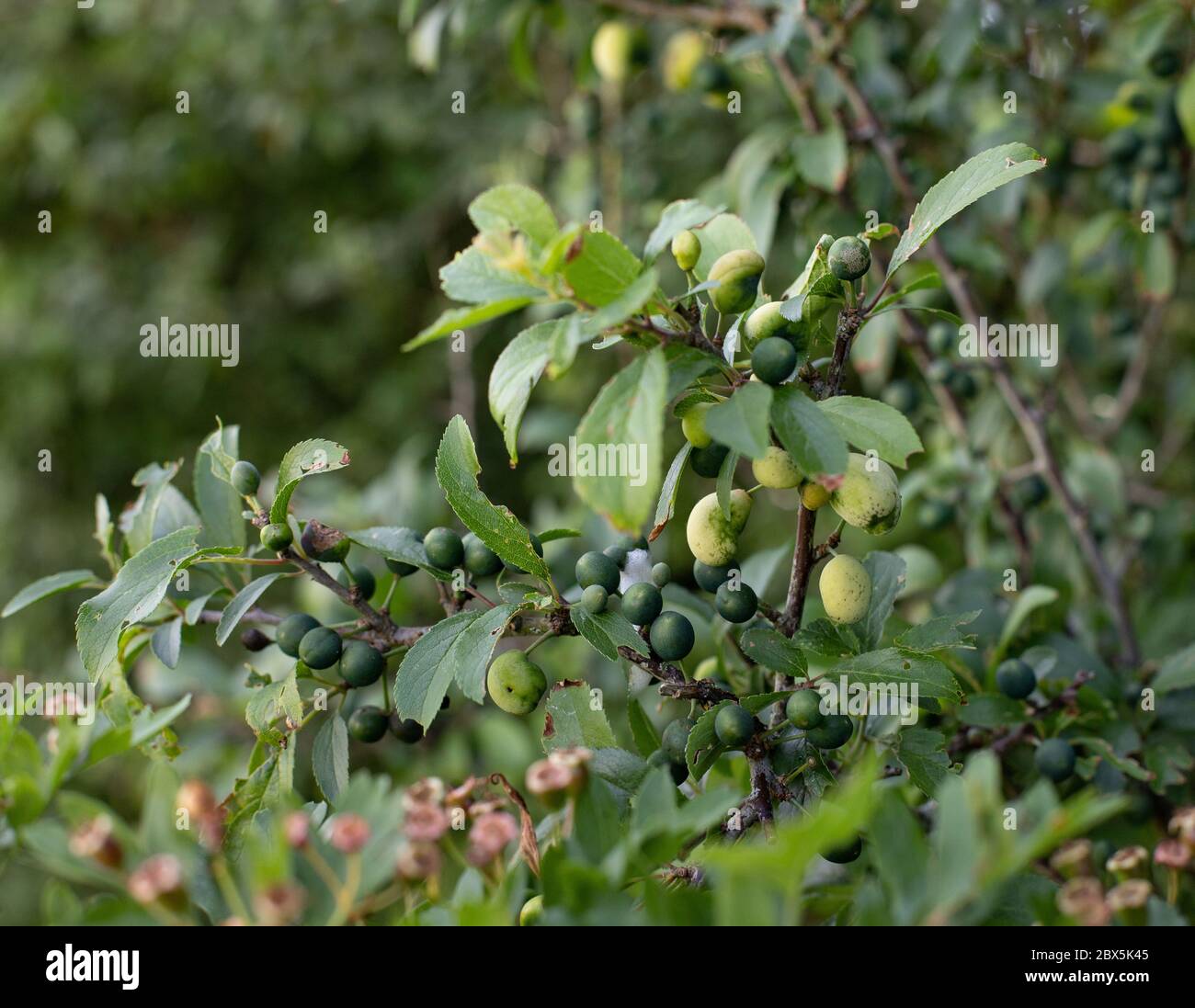 Sloe attacked by plumb gall Stock Photo