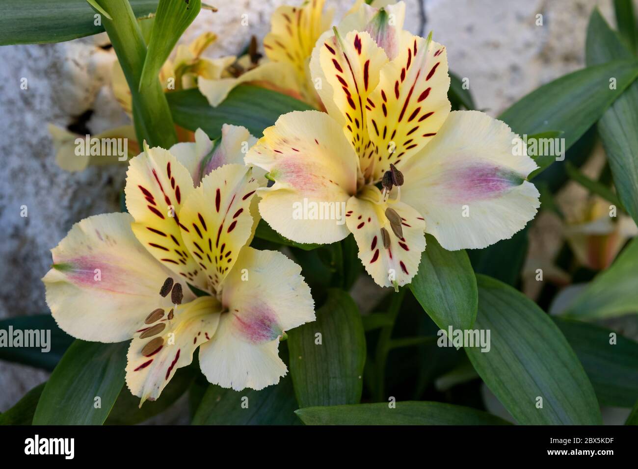 Alstroemeria, also called lily of Peru or Lily of the Incas. Selective  focus of the cream-colored flowering. Spain Stock Photo - Alamy