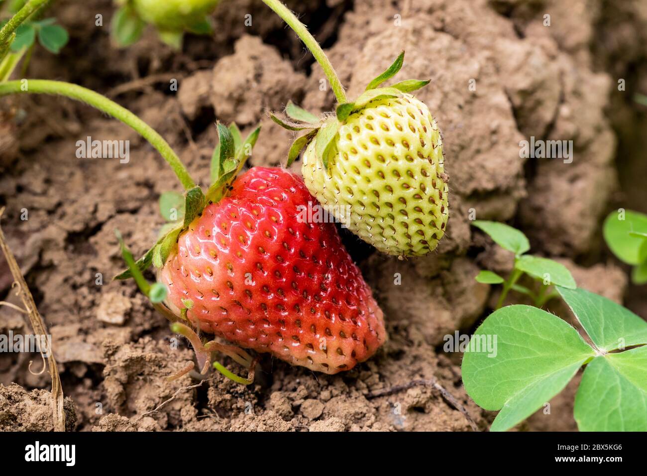 Selective focus of wild strawberries in different stages of ripening, green and red. Spain Stock Photo