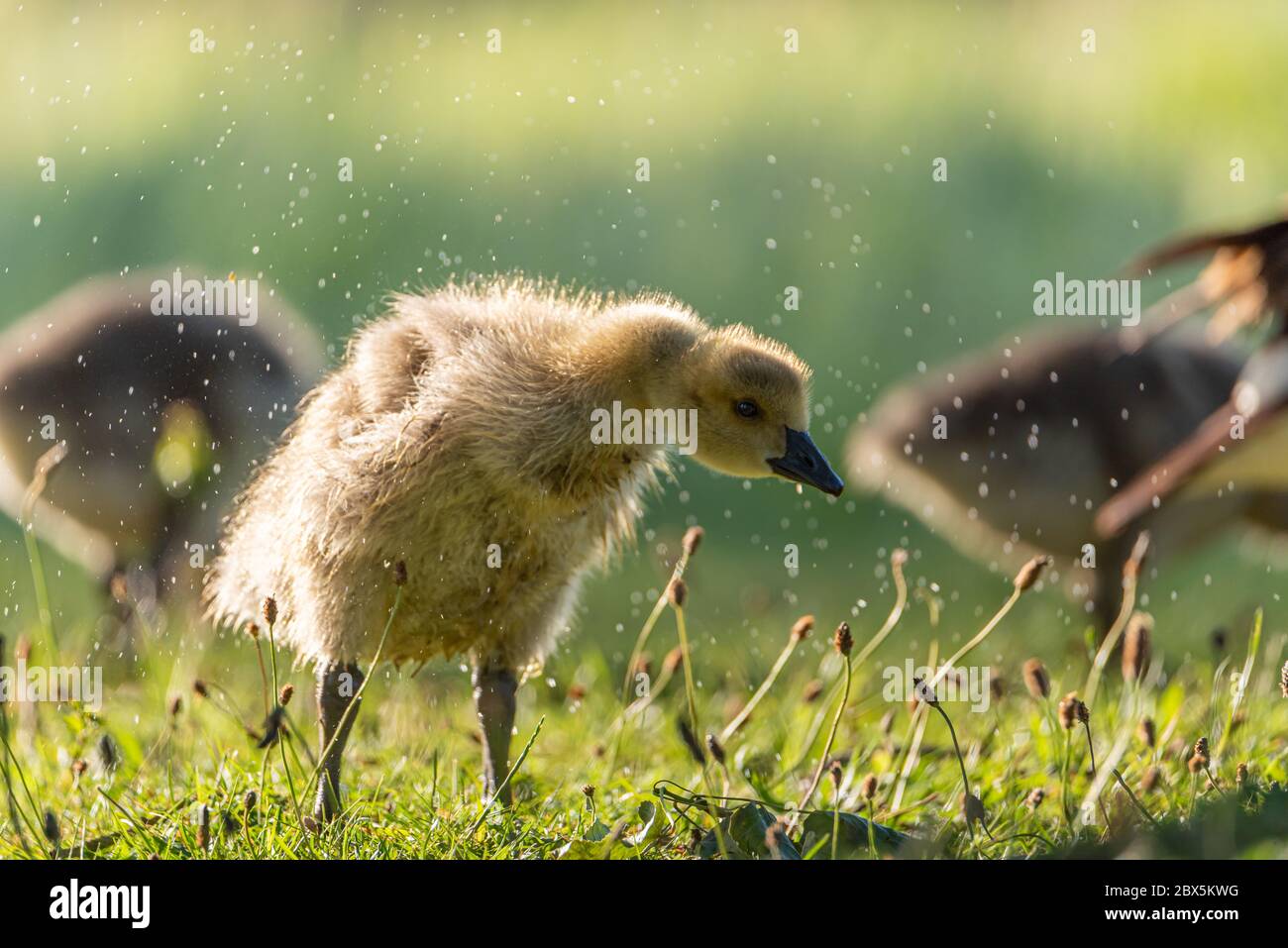 Newborn baby Canada Goose Gosling, Branta canadensis feeding on the river bank in the UK Stock Photo