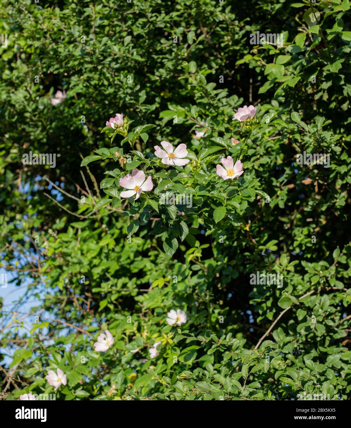 Dog Rose in Hedgerow. Stock Photo