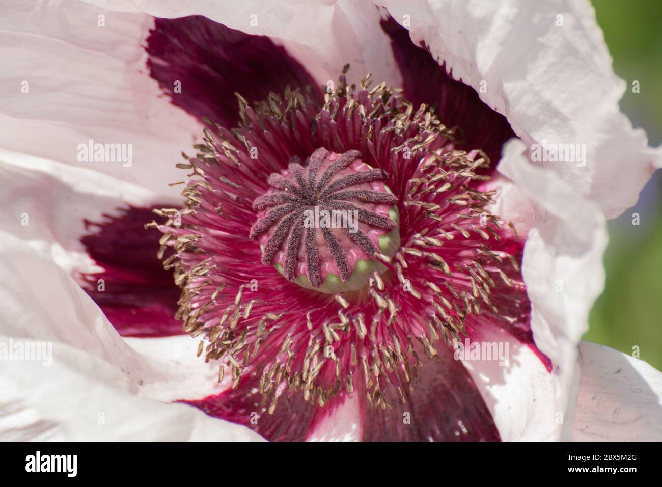 Close up of a white and purple oriental poppy, Papaver orientale or royal wedding. Stock Photo