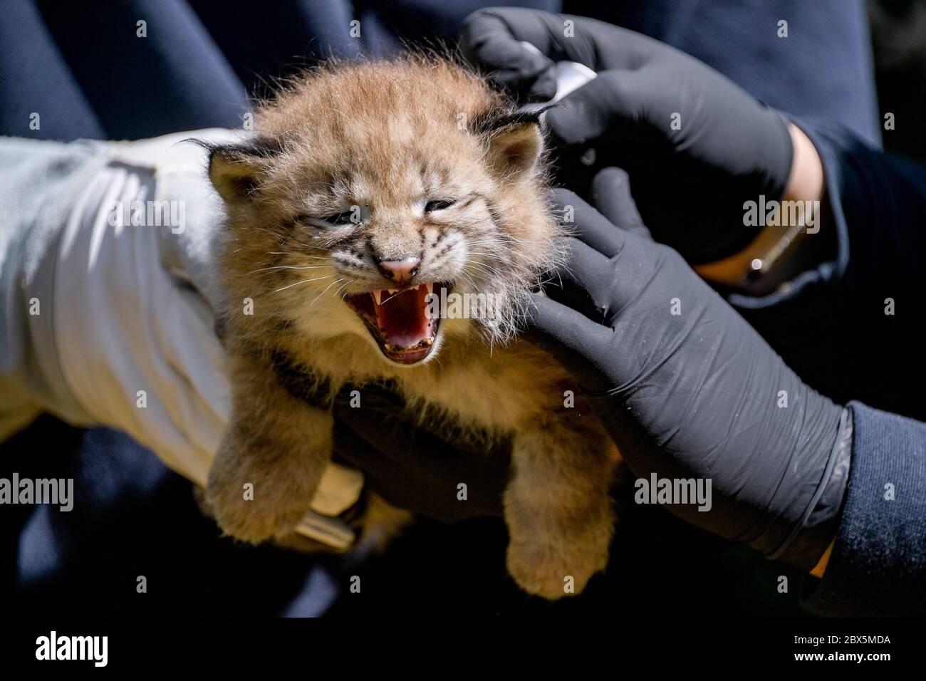 Hamburg, Germany. 05th June, 2020. An animal keeper holds one of three newborn lynxes in the Black Mountains Wildlife Park in his arms. After an initial examination by the vet, one of the animals was baptized "Rocky" by godfather and ex-footballer Frings and his son. Credit: Axel Heimken/dpa/Alamy Live News Stock Photo
