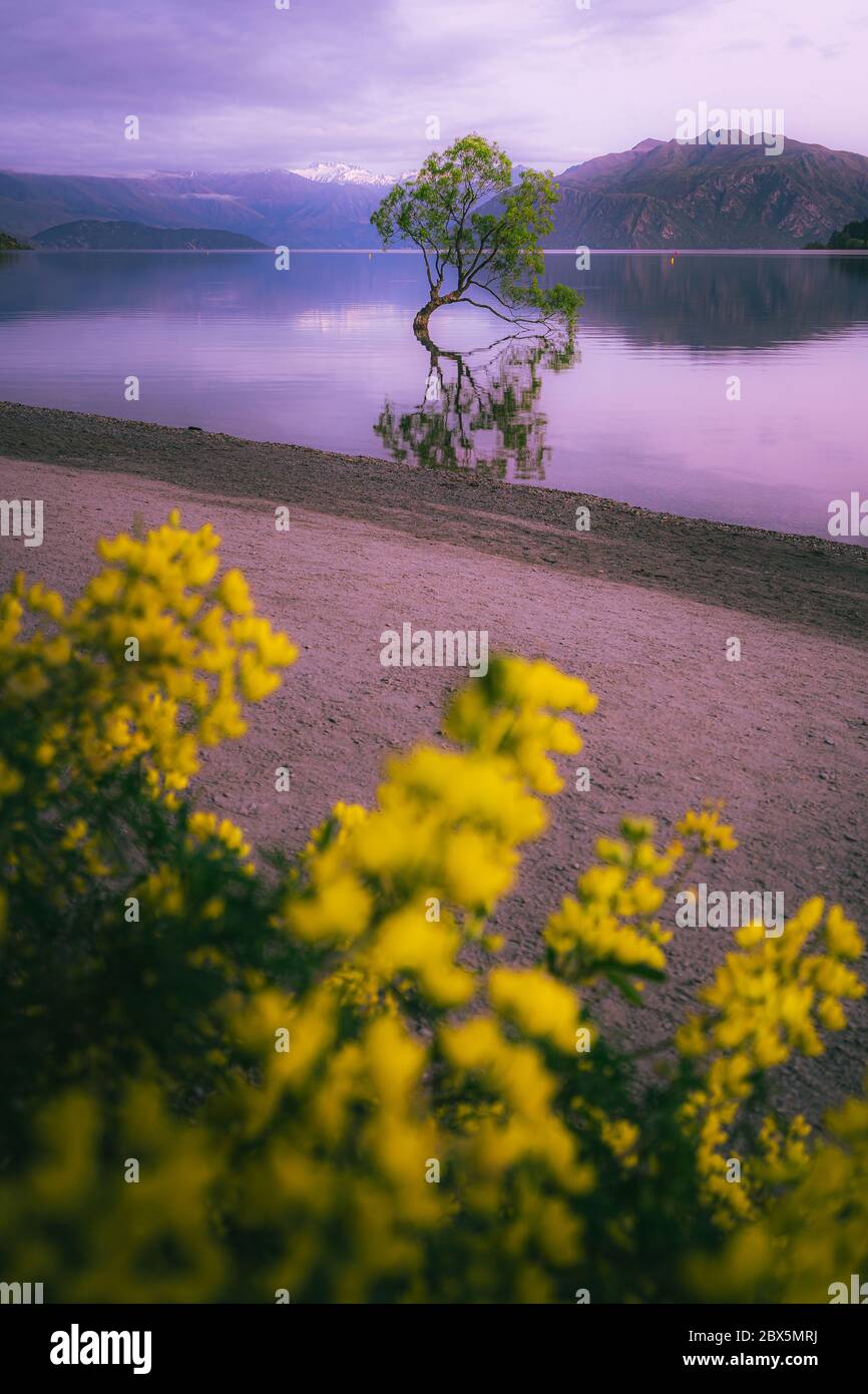 That Wanaka Tree At Sunrise, Wanaka, New Zealand Stock Photo Alamy