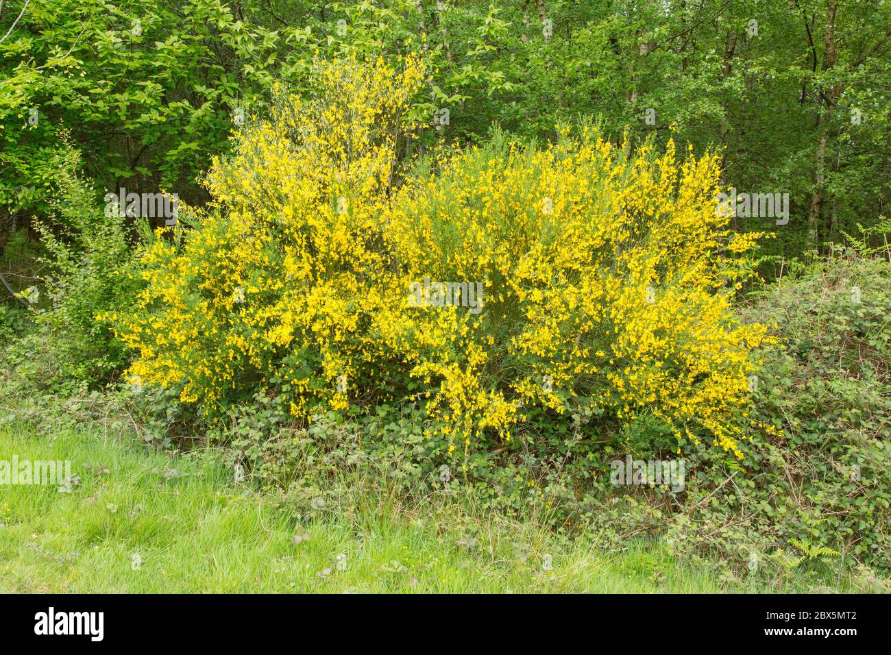 Gorse bush,Chawton park woods,  Medstead, Alton, Hampshire, England, United Kingdom. Stock Photo