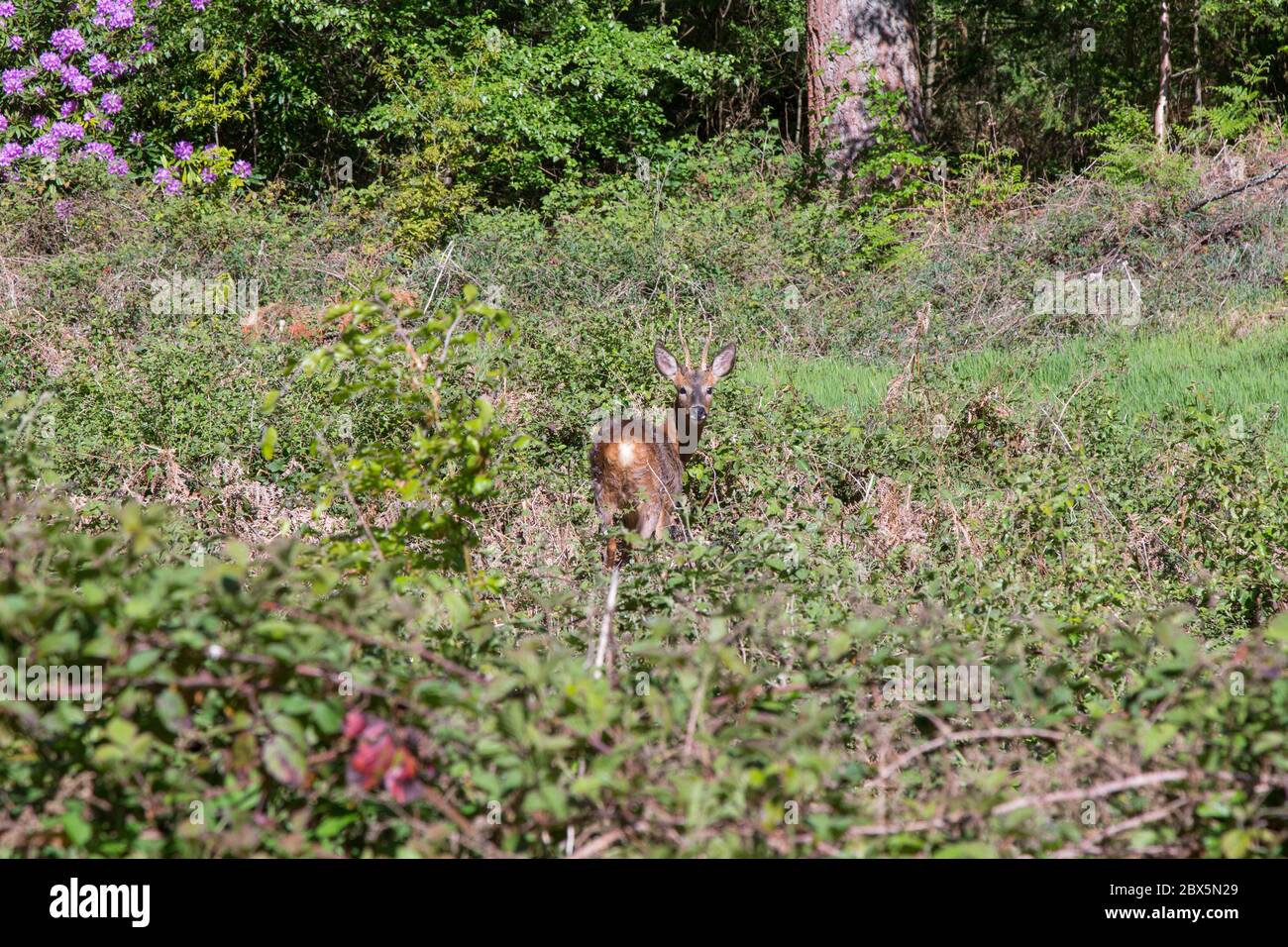 Deer in Chawton park woods,  Medstead, Alton, Hampshire, England, United Kingdom. Stock Photo