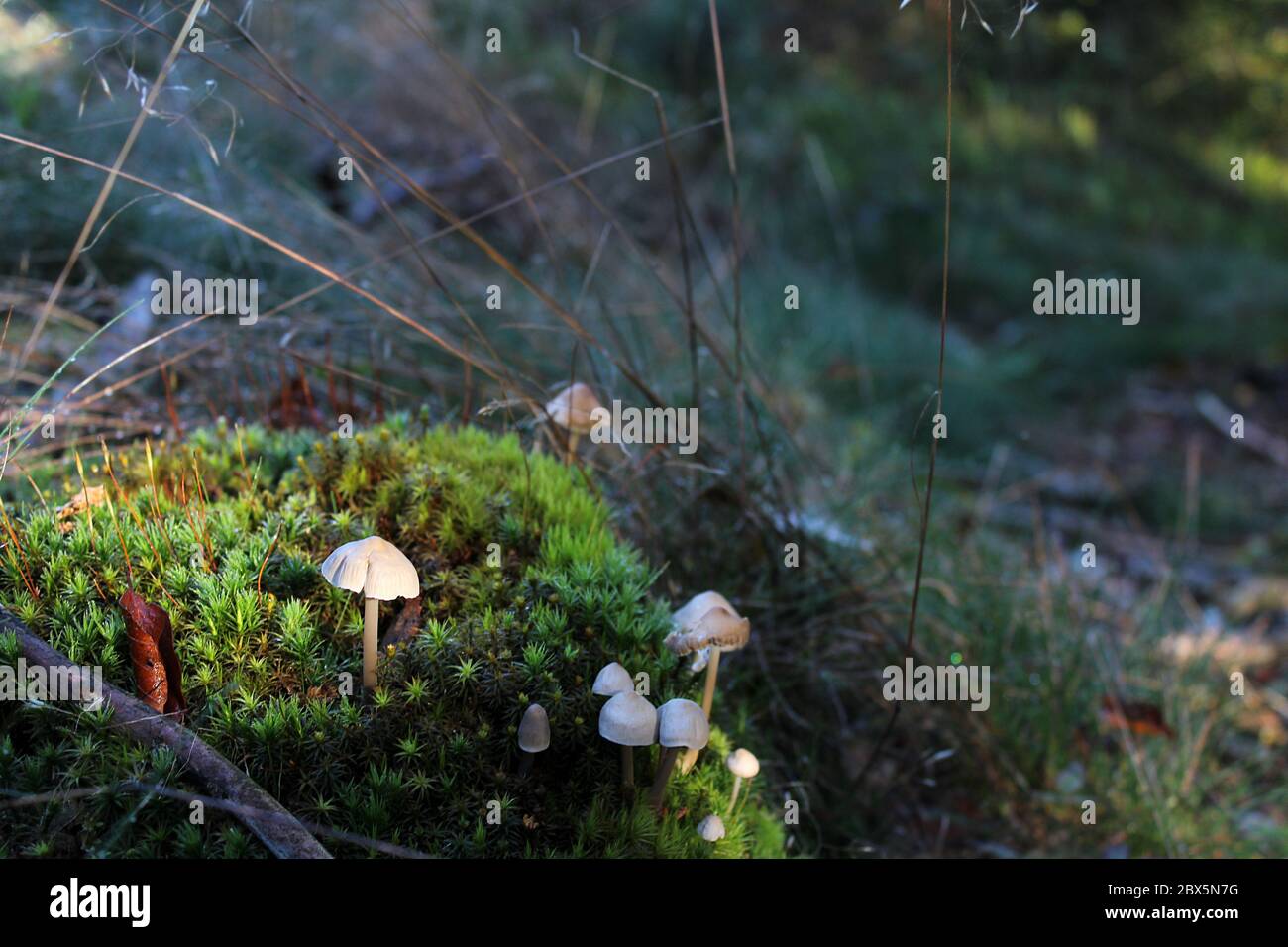 Tiny mushrooms growing on moss in the forest. Stock Photo