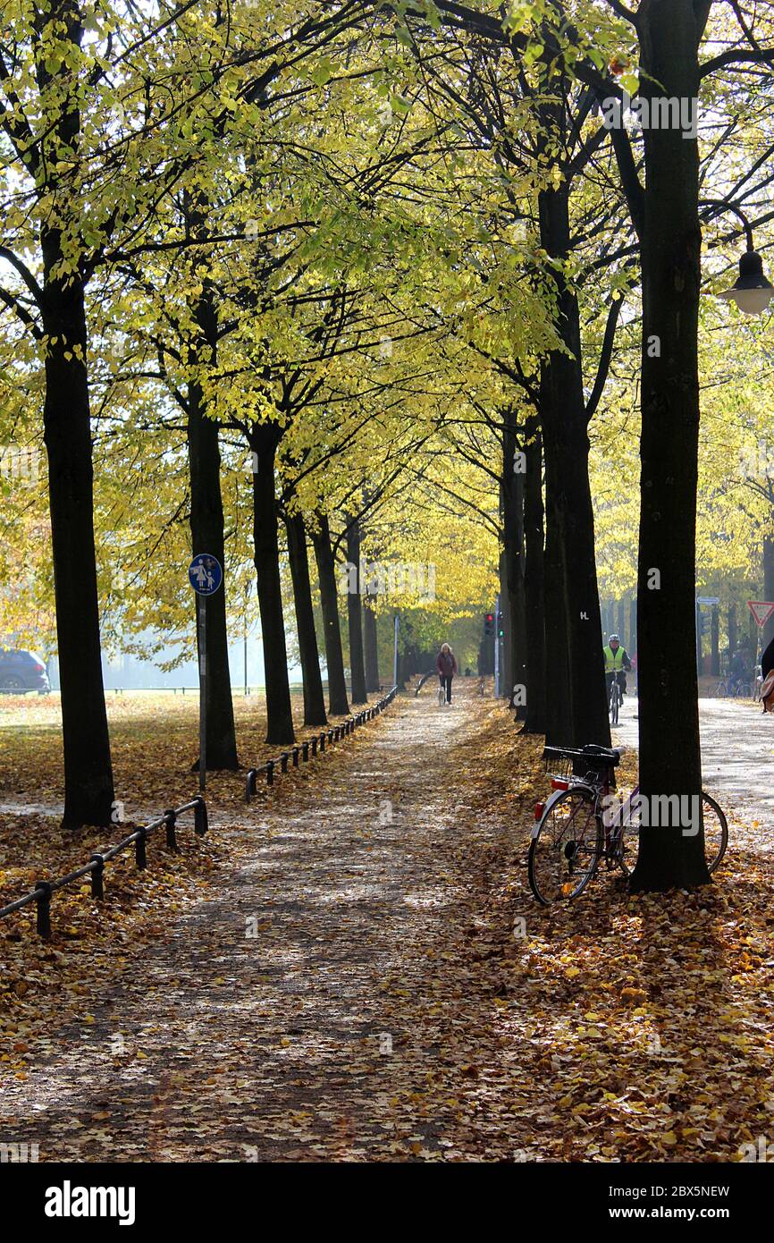 Promenade Muenster in autumn with golden leaves that glow in the sunlight. Woman walking dog and bicycle leaning on tree. Cozy fall concept Stock Photo