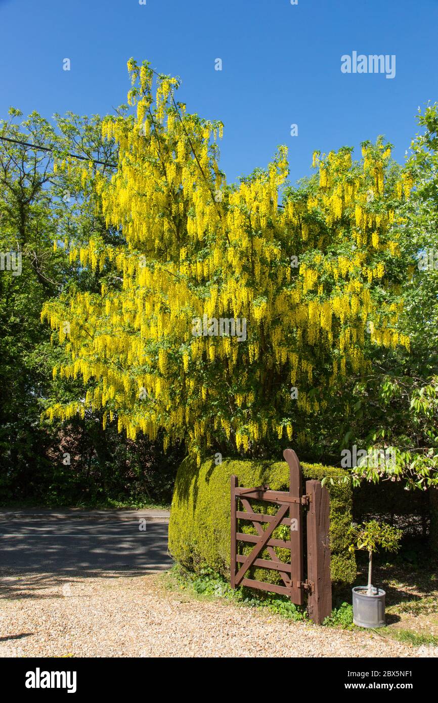 Yellow Laburnum tree also know as a golden chain tree. Hampshire