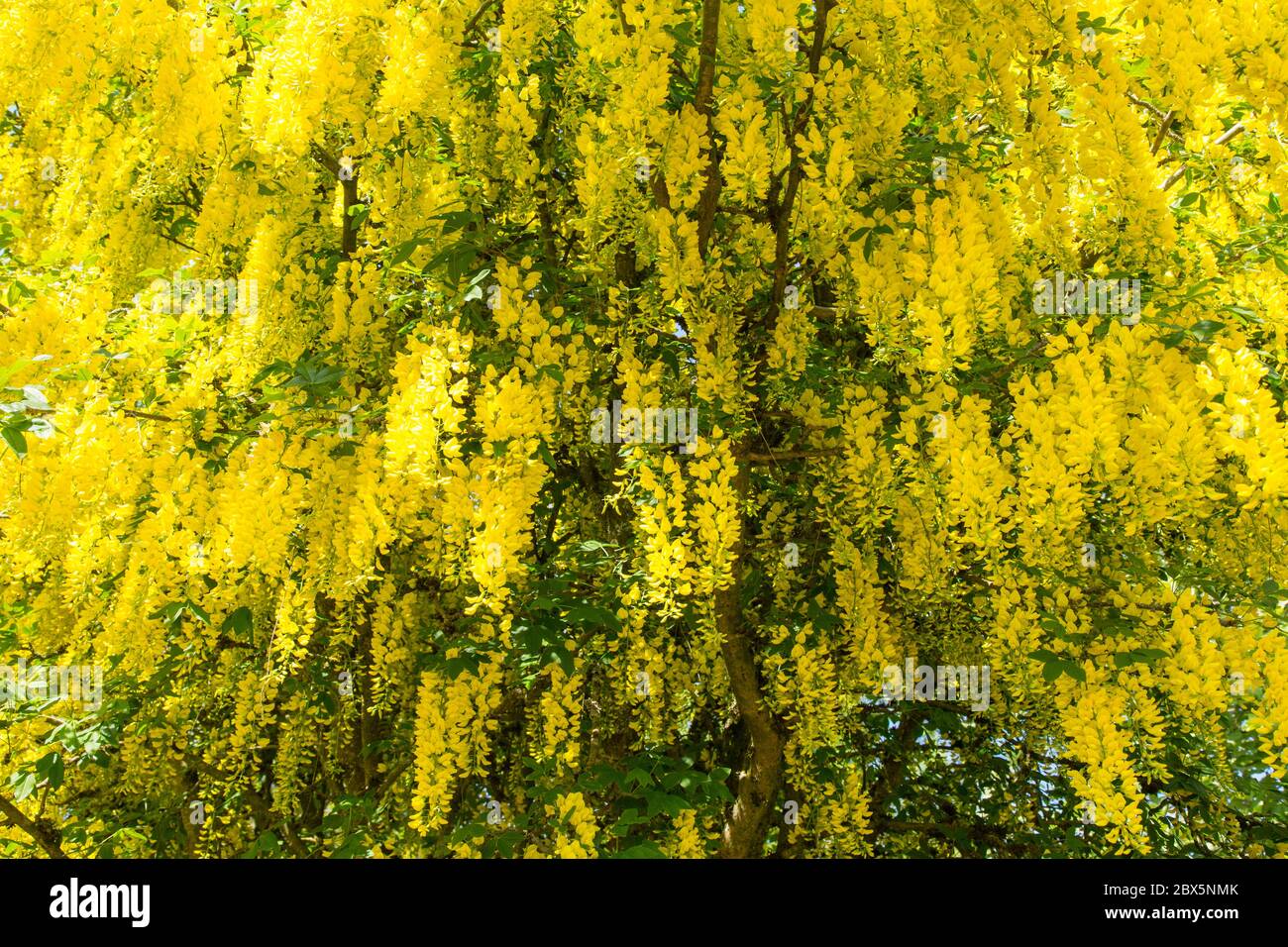 Golden chain tree hires stock photography and images Alamy
