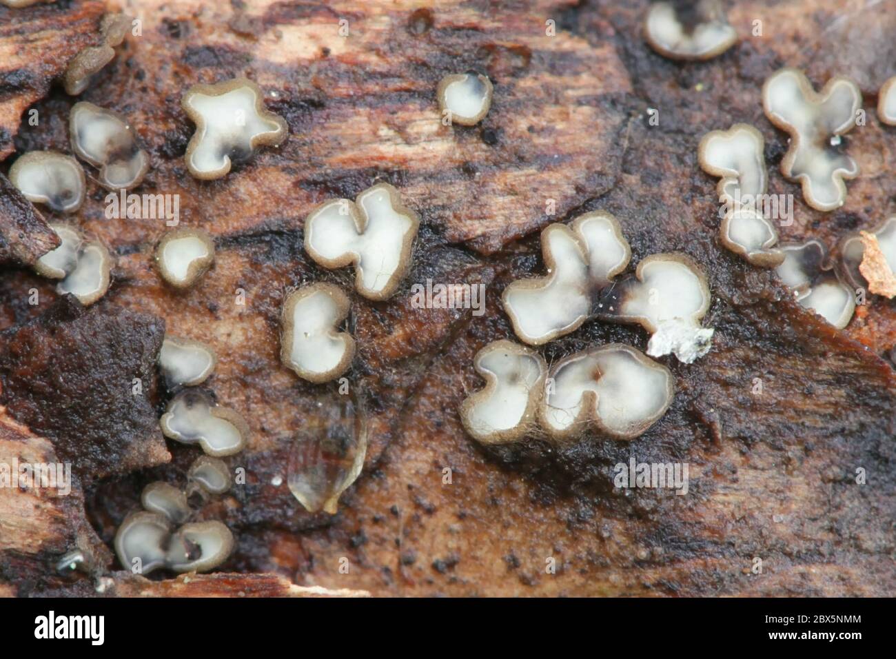 Mollisia sp growing on spruce cone, a discomycete fungus from Finland with no common english name Stock Photo