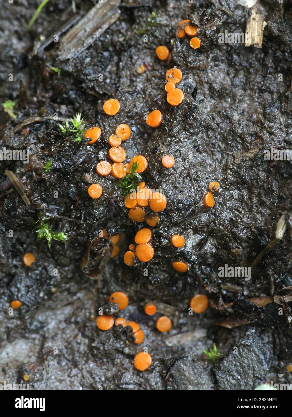 Byssonectria deformis, a discomycete fungus from Finland with no common english name Stock Photo