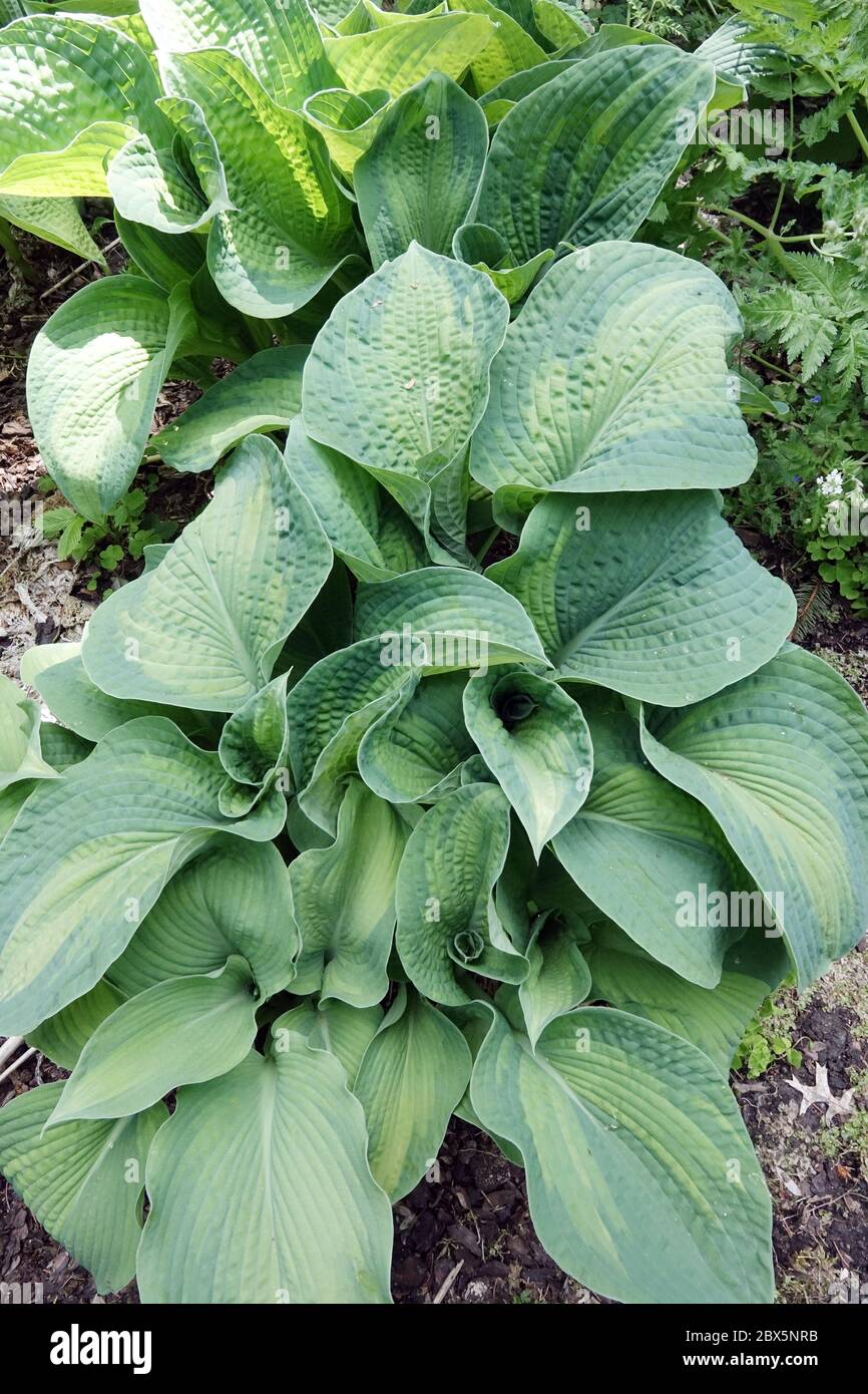 Hosta 'Color Glory' Stock Photo