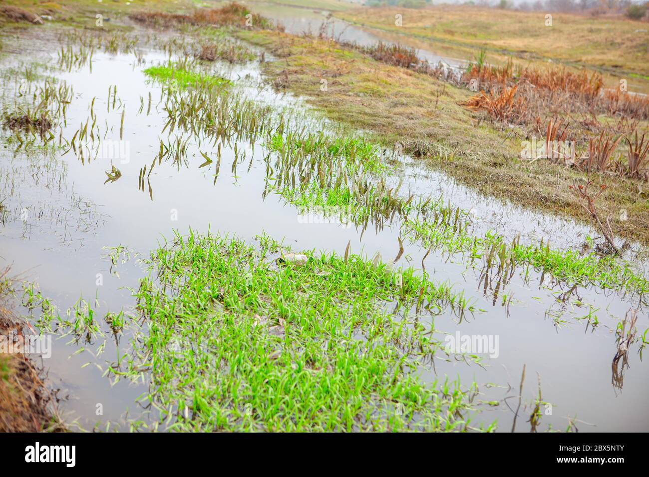 pool of water after the rain with wild plants Stock Photo Alamy