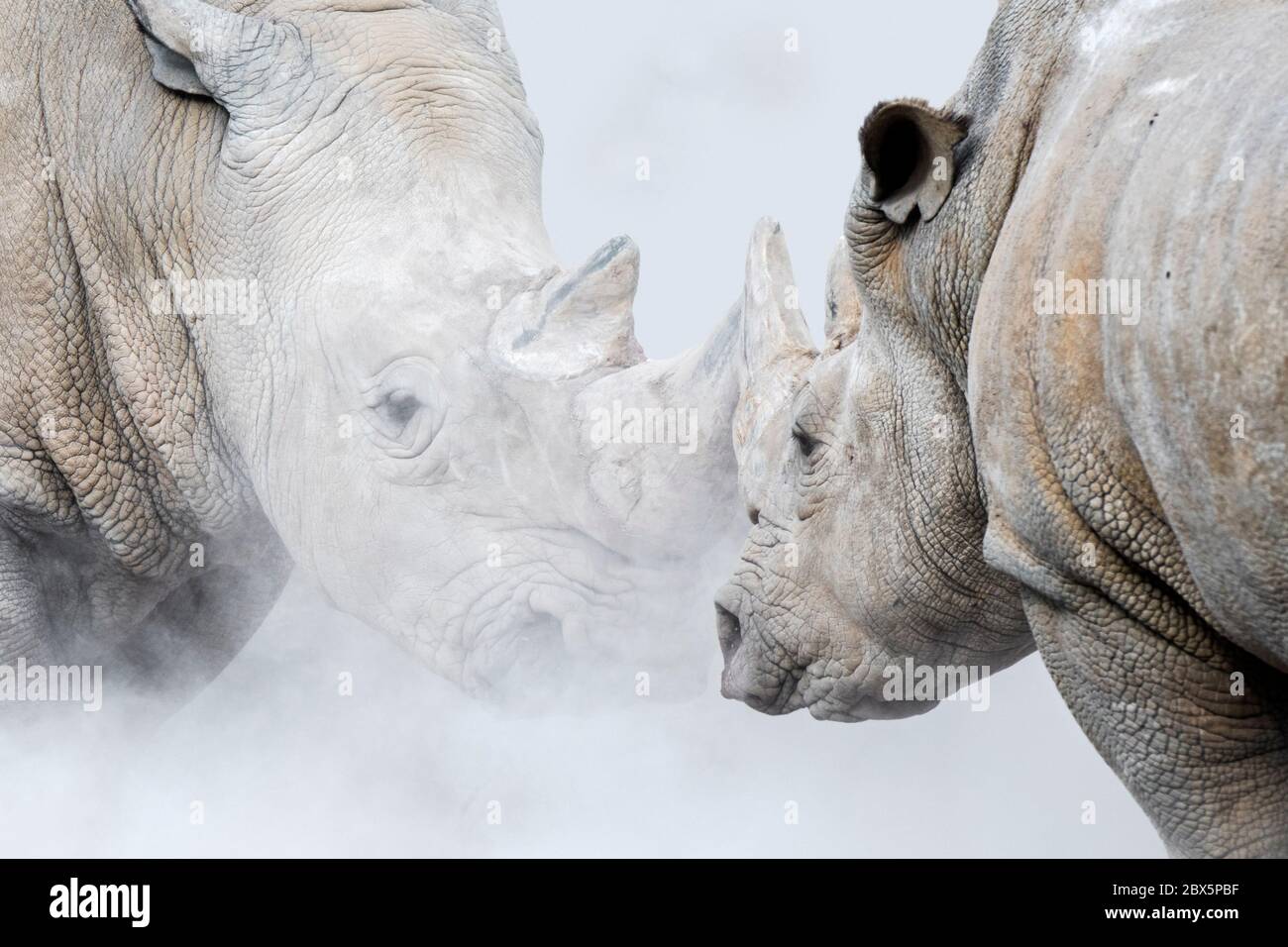 White rhinoceroses / white rhinos (Ceratotherium simum) kicking up dust, female white rhino facing menacing male white rhinoceros threatening calf Stock Photo