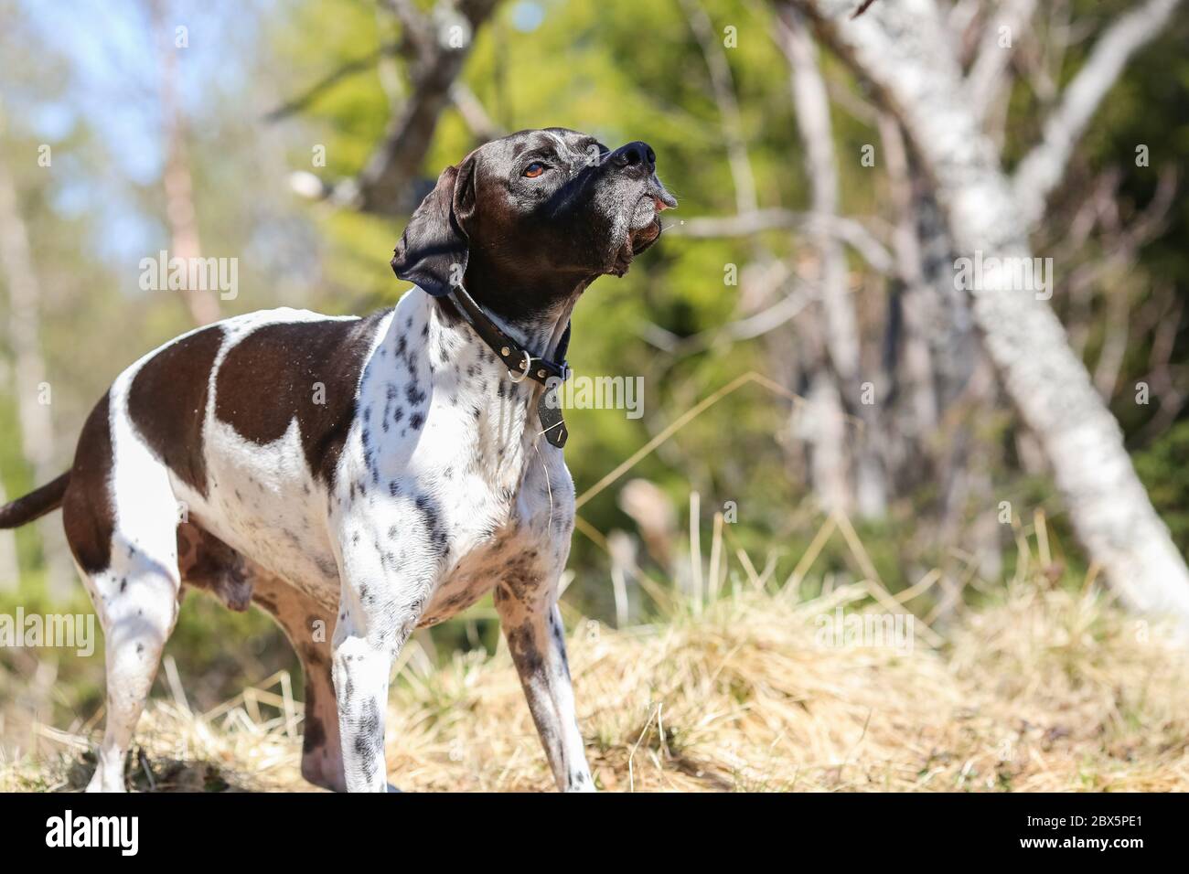 Dog english pointer standing in the sunny forest Stock Photo - Alamy
